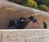 فيديو يوثّق اعتداء الشرطة على شاب في القدس 